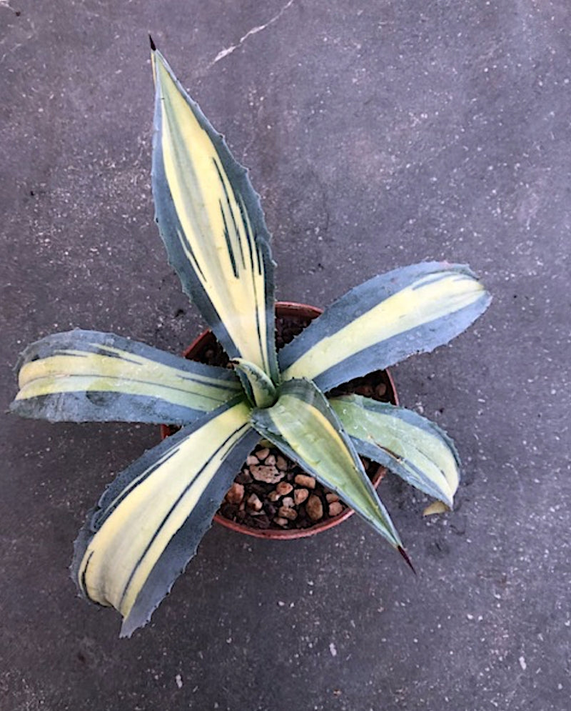 Agave americana cv. striata cm. 28/30 come da foto