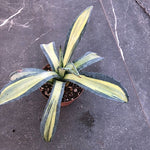 Agave americana cv. striata cm. 28/30 come da foto