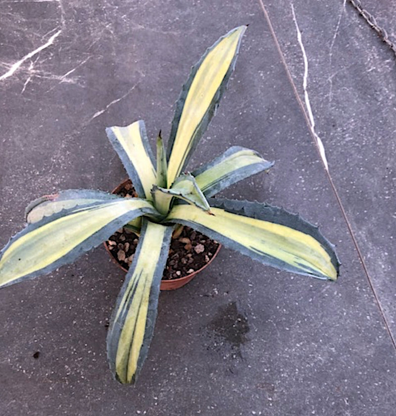 Agave americana cv. striata cm. 28/30 come da foto