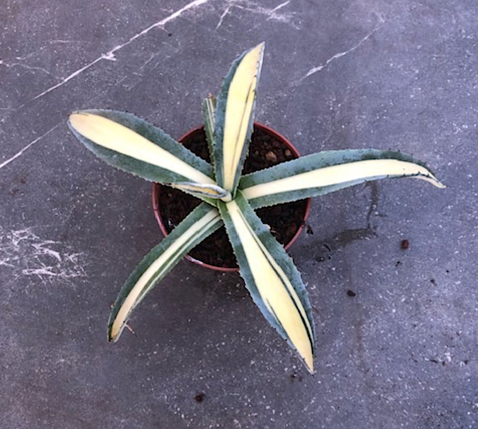 Agave Ingens mediopicta lutea cm.30/35 come da foto