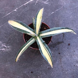 Agave Ingens mediopicta lutea cm.30/35 come da foto
