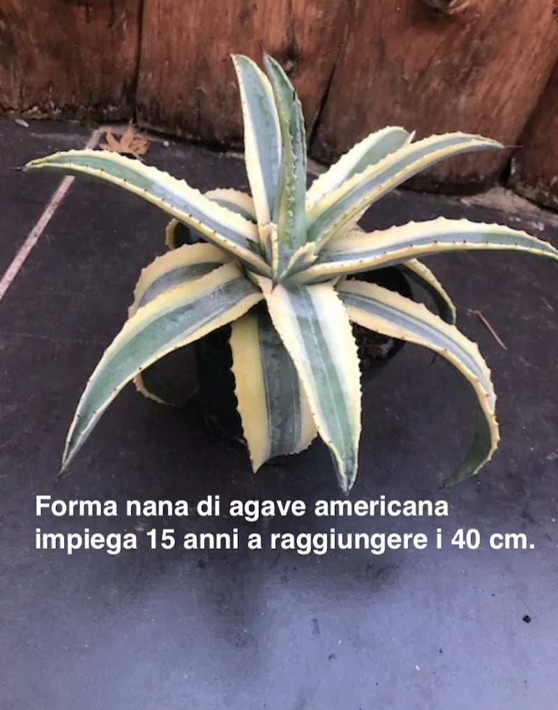 Agave americana cv cornelius cm.15/17 impiega 15 anni per raggiungere i 40 cm. anni
