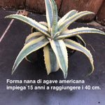 Agave americana cv cornelius cm.15/17 impiega 15 anni per raggiungere i 40 cm. anni