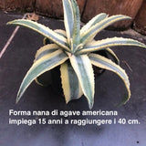 Agave americana cv cornelius cm.15/17 impiega 15 anni per raggiungere i 40 cm. anni