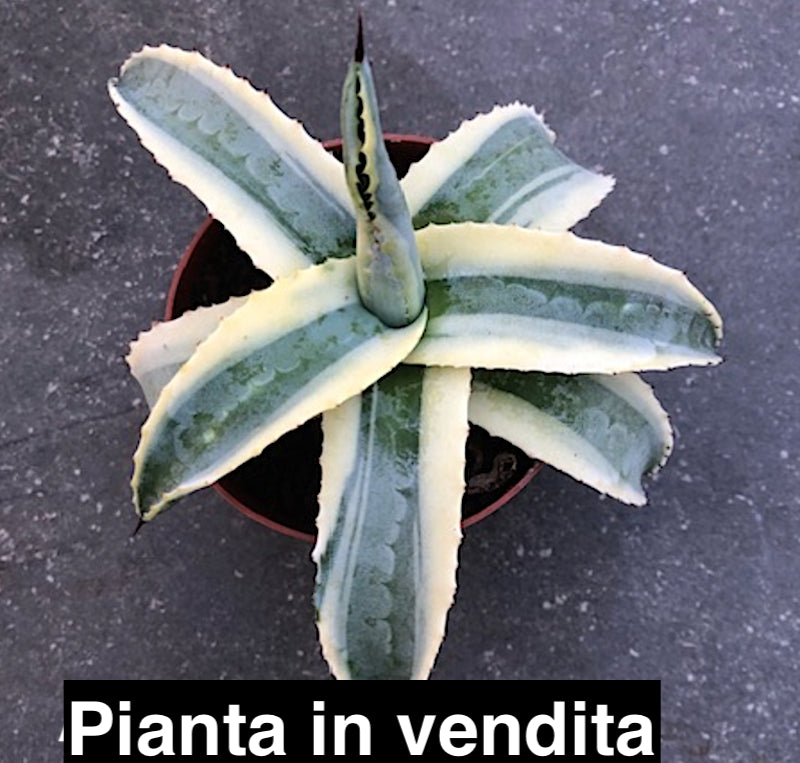 Agave americana cv cornelius cm.15/17 impiega 15 anni per raggiungere i 40 cm. anni
