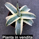 Agave americana cv cornelius cm.15/17 impiega 15 anni per raggiungere i 40 cm. anni