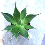 Agave Chiapensis  cm.16/18 (resistenza -5°)