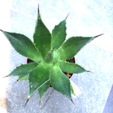 Agave Chiapensis  cm.16/18 (resistenza -5°)
