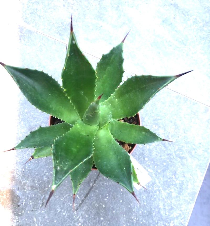 Agave Chiapensis  cm.16/18 (resistenza -5°)