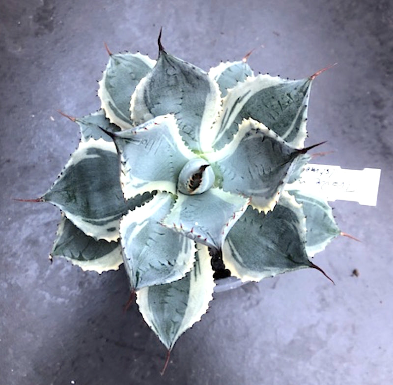 Agave Potatorum Trade Wind's cm.16 come da foto