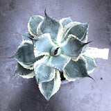 Agave Potatorum Trade Wind's cm.16 come da foto