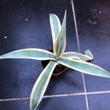 Agave Weberi Arizona Star cm.50 come da foto