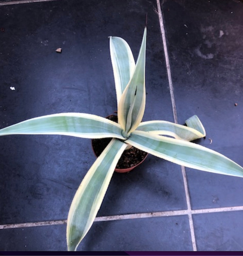 Agave Weberi Arizona Star cm.50 come da foto
