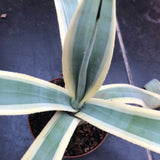 Agave Weberi Arizona Star cm.50 come da foto