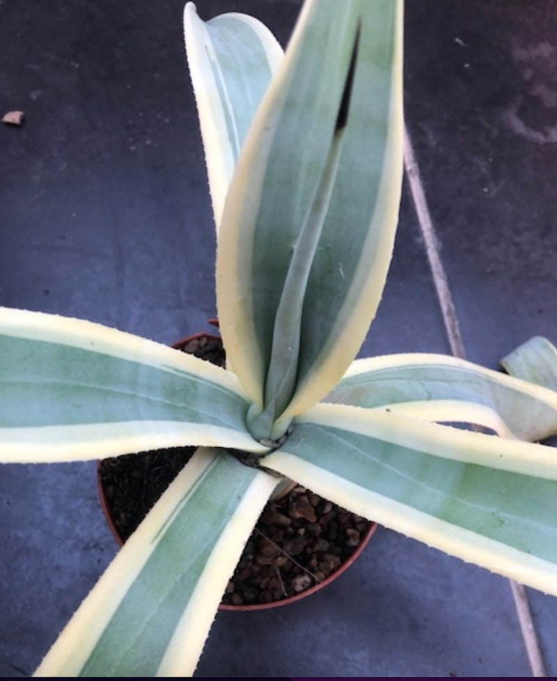 Agave Weberi Arizona Star cm.50 come da foto