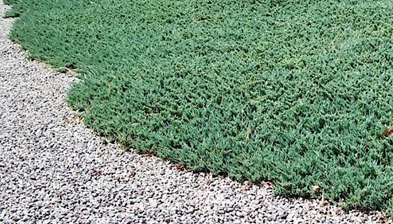 Juniperus Principe di galles vaso 15