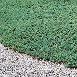 Juniperus Principe di galles vaso 15
