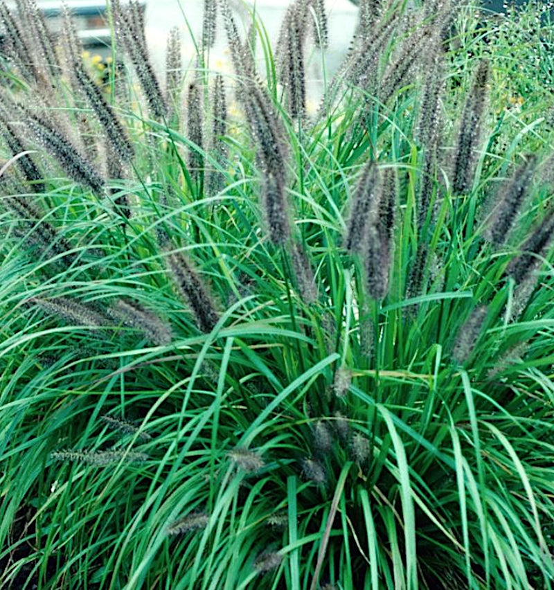 Pennisetum alopecuroides Moudry v 9