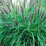 Pennisetum alopecuroides Moudry v 9