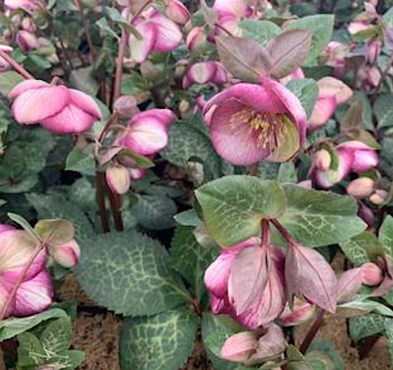 Helleborus Frostkiss Glenda's Gloss v.11