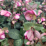 Helleborus Frostkiss Glenda's Gloss v.11