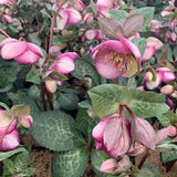 Helleborus Frostkiss Glenda's Gloss v.11