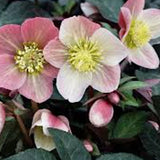 Helleborus Frostkiss Glenda's Gloss v.11