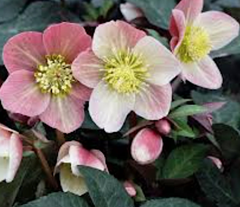 Helleborus Frostkiss Glenda's Gloss v.11