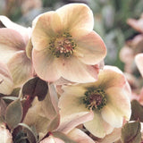 Helleborus Ivory Prince v.11