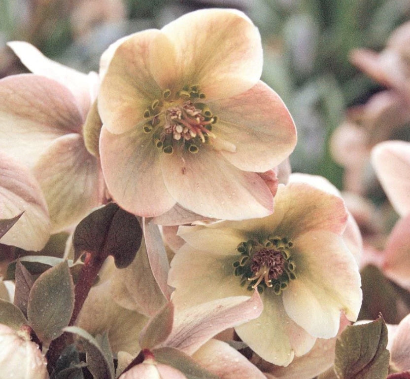 Helleborus Ivory Prince v.11