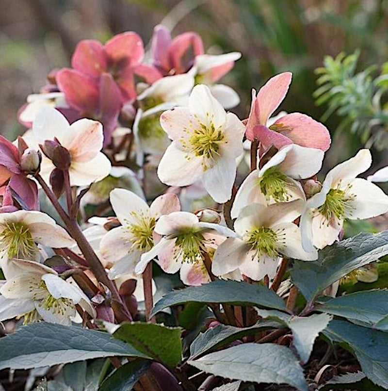 Helleborus Niger Preacox v. 11