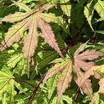 Acer palmatum Reticulatum red. v. 9