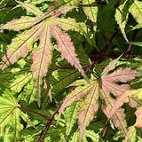 Acer palmatum Reticulatum red. v. 9