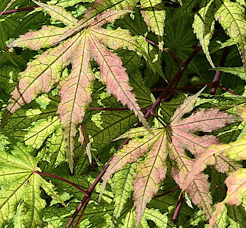 Acer palmatum Reticulatum red. v. 9