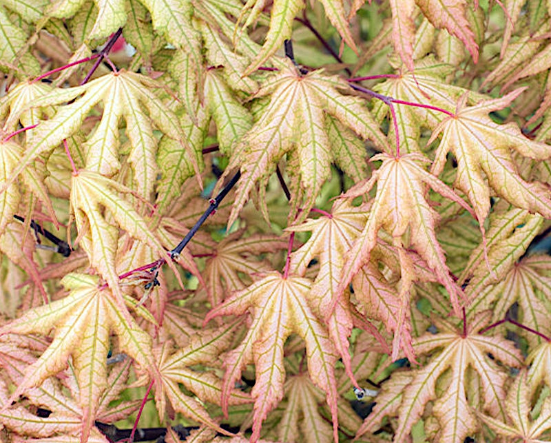 Acer palmatum Reticulatum red. v. 9