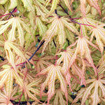 Acer palmatum Reticulatum red. v. 9