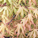 Acer palmatum Reticulatum red. v. 9