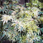 Acer Palmatum Butterfly v. 9