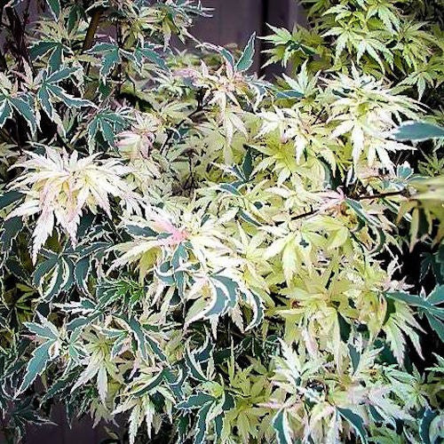 Acer Palmatum Butterfly v. 9