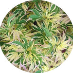 Acer Palmatum Butterfly