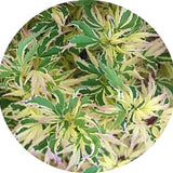 Acer Palmatum Butterfly
