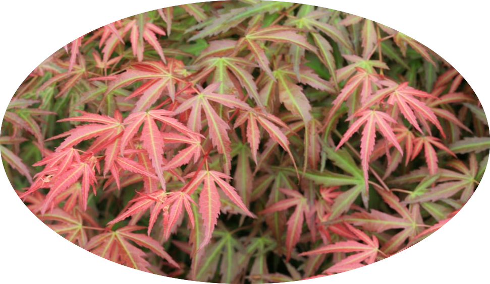 Acer palmatum Wilson's pink Dwarf. v.9