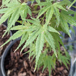 Acer palmatum Wilson's pink Dwarf. v.9