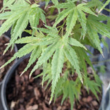 Acer palmatum Wilson's pink Dwarf. v.9