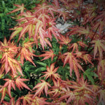 Acer palmatum Wilson's pink Dwarf. v.9