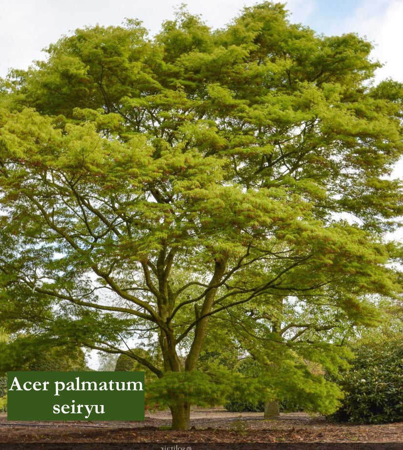 Acer Palmatum seiryu