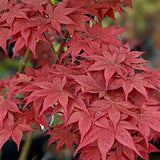 Acer palmatum Okagami v.9