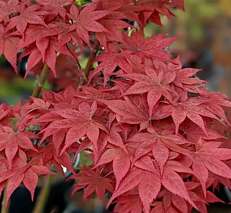 Acer palmatum Okagami v.9