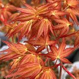 Acer Palmatum Beni Chidori v.9