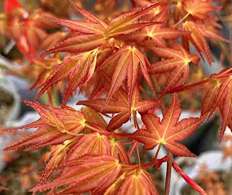 Acer Palmatum Beni Chidori v.9